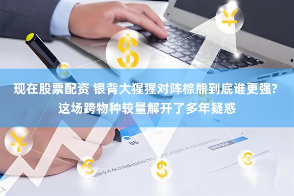 现在股票配资 银背大猩猩对阵棕熊到底谁更强? 这场跨物种较量解开了多年疑惑